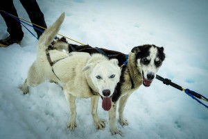 dog sled -- pixabay