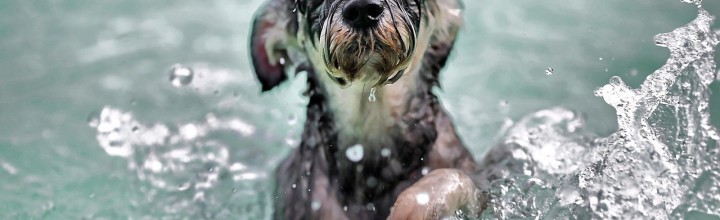 Rafting with Dogs in Colorado