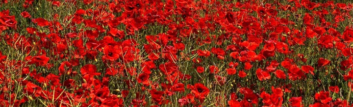 5 Best Colorado Wildflower Hikes