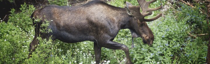 Wildlife You’ll See in the Colorado Rockies