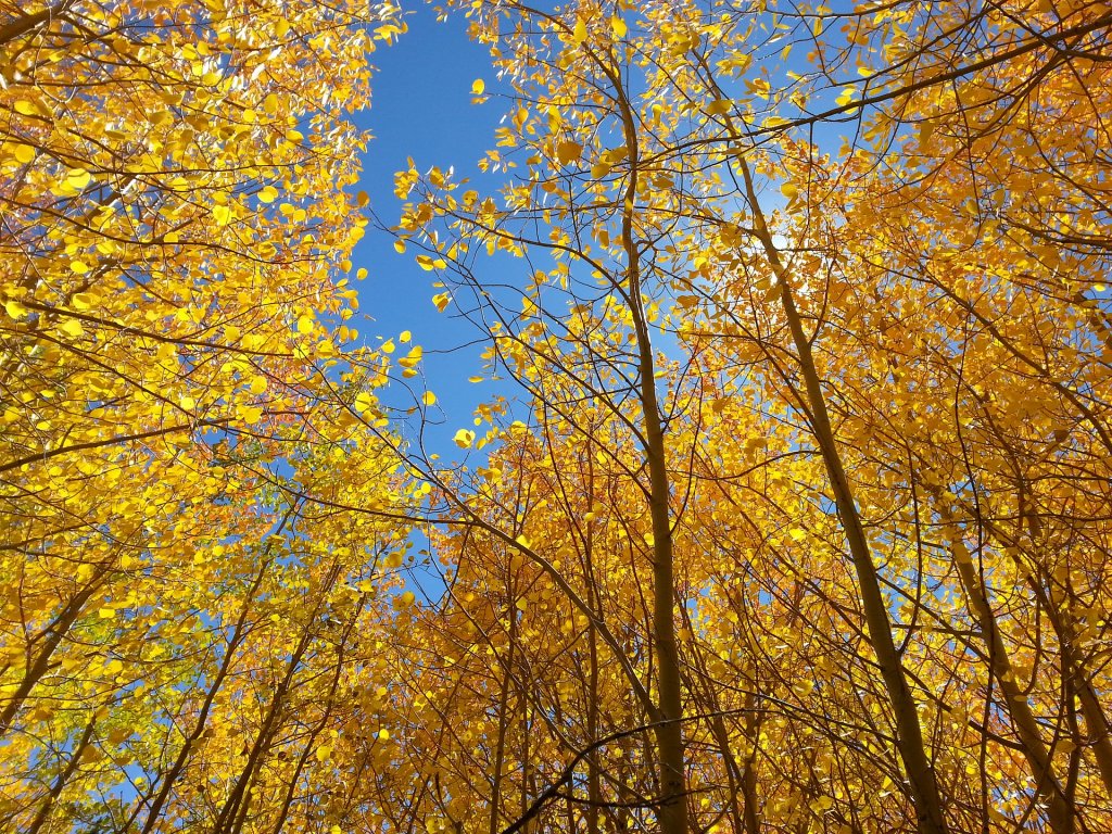 Fall Aspens in Colorado