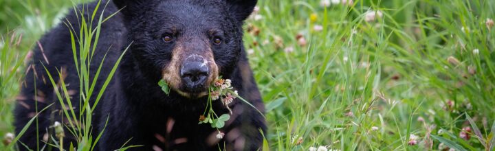 How to Wildlife-Proof Your Campsite