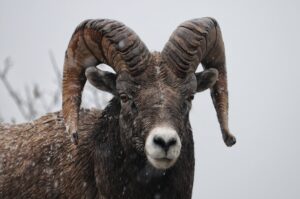 bighorn sheep